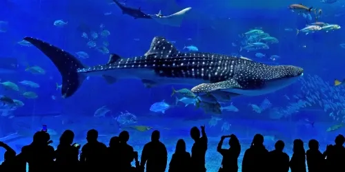 沖縄美ら海水族館の写真